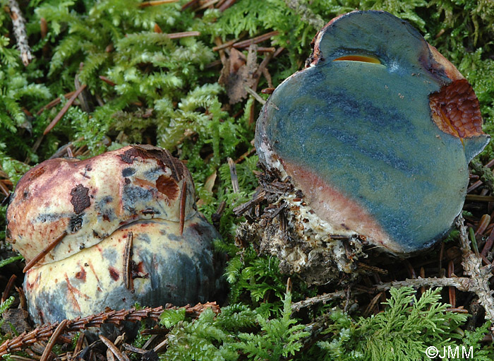 Boletus torosus