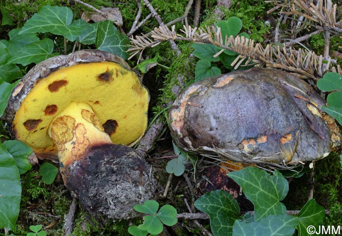 Boletus torosus = Imperator torosus