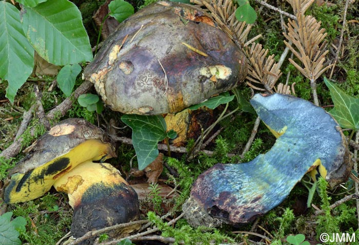 Boletus torosus = Imperator torosus