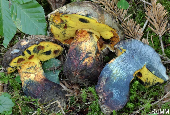 Boletus torosus = Imperator torosus