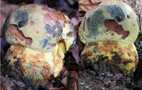 Boletus torosus