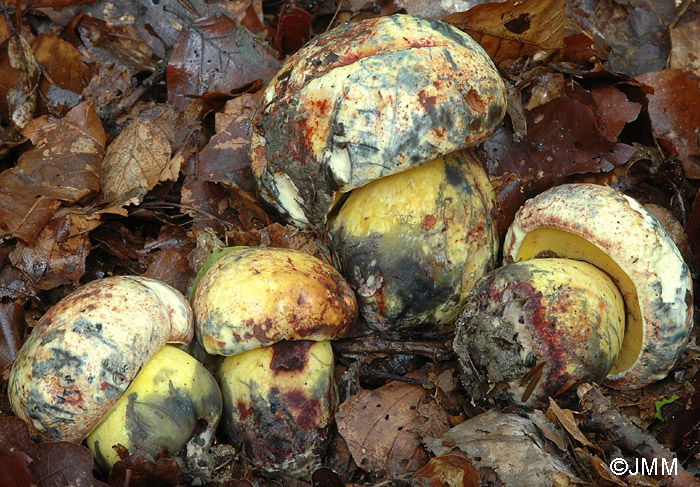 Boletus xanthocyaneus