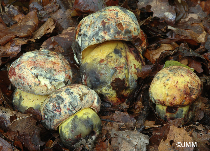 Boletus xanthocyaneus