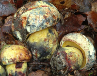 Boletus xanthocyaneus