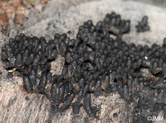 Bombardia bombarda = Bombardia fasciculata