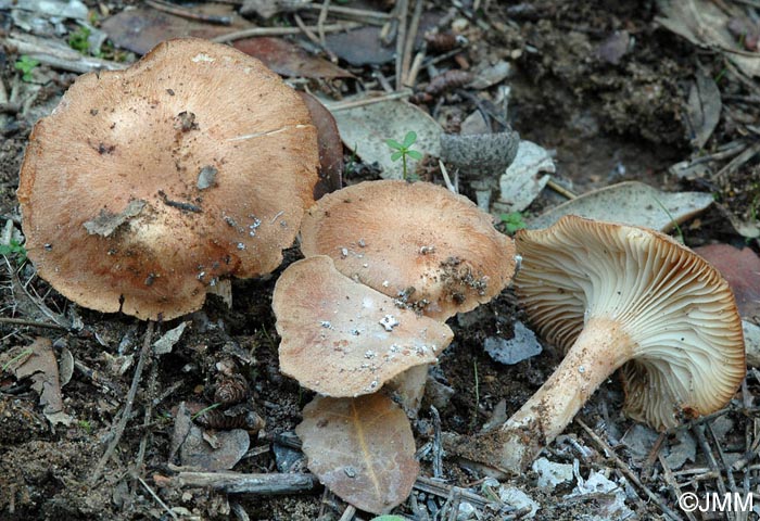 Bonomyces afrosinopicus = Clitocybe afrosinopica