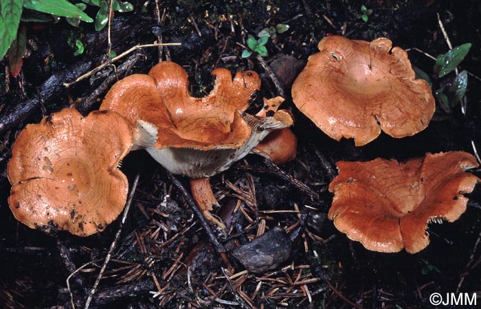 Bonomyces arnoldii