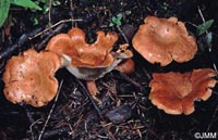 Bonomyces arnoldii