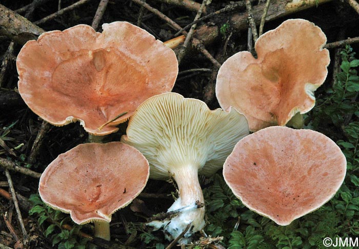 Clitocybe sinopica = Bonomyces sinopicus