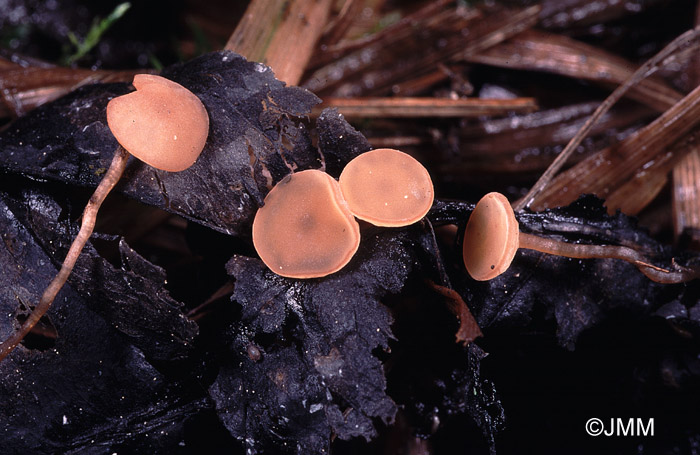 Botryotinia calthae