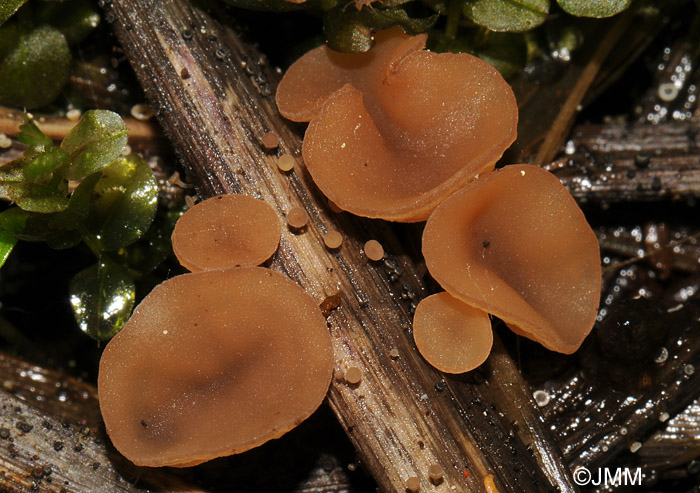 Botryotinia calthae