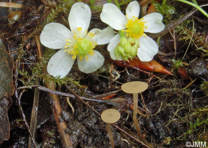 Botryotinia ranunculi