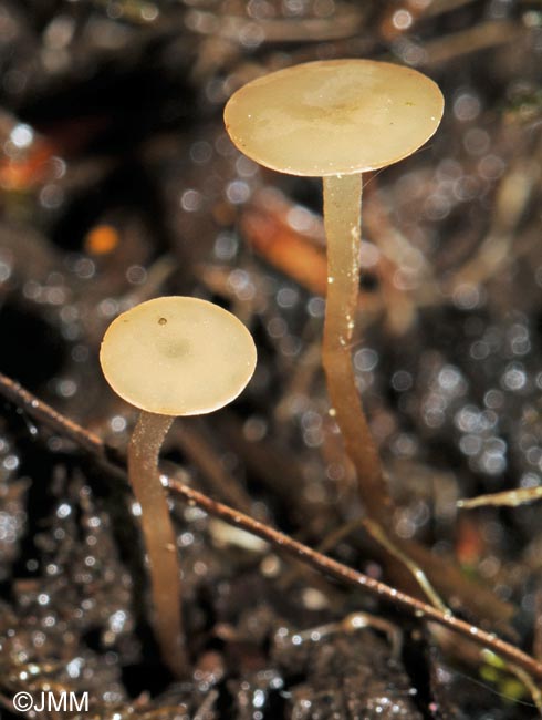 Botryotinia ranunculi