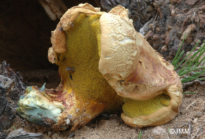 Buchwaldoboletus hemichrysus = Pulveroboletus hemichrysus