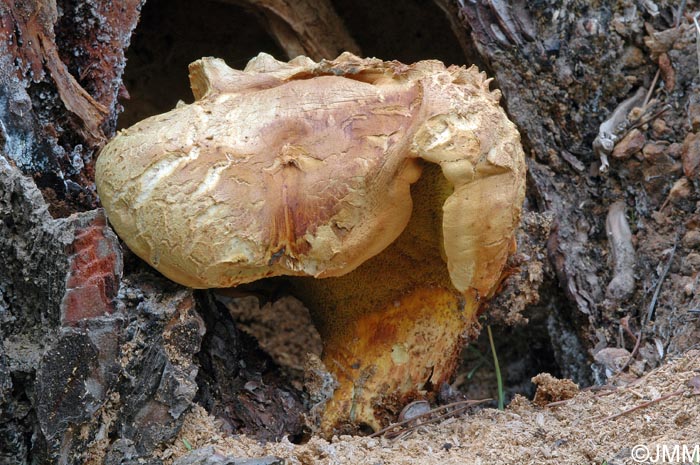 Buchwaldoboletus hemichrysus = Pulveroboletus hemichrysus