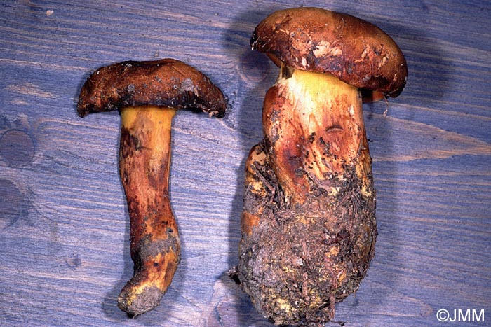 Buchwaldoboletus lignicola = Pulveroboletus lignicola