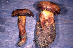 Buchwaldoboletus lignicola