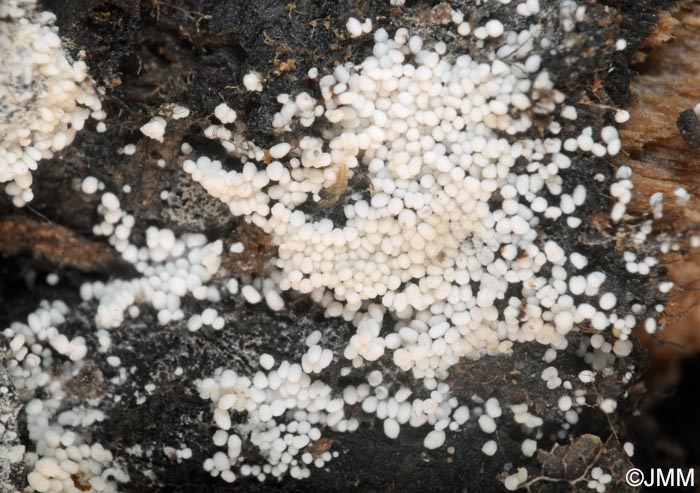 Bulbillomyces farinosus = Aegerita candida