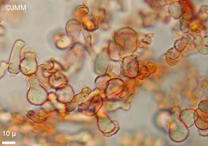 Bulbillomyces farinosus : microscopie