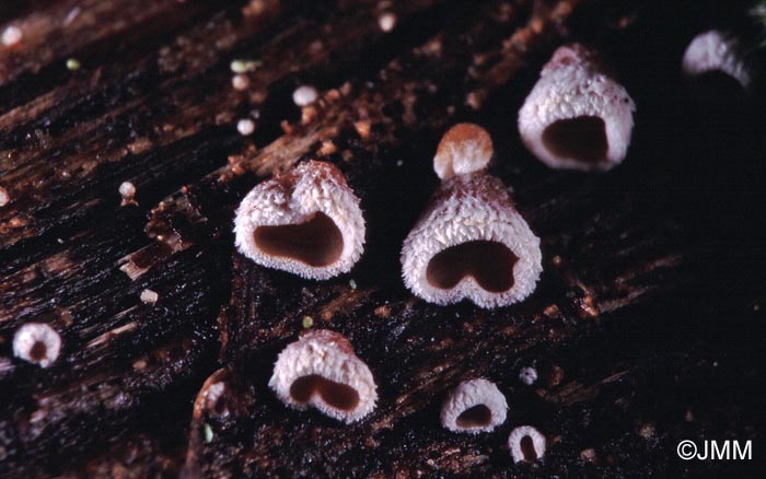 Calathella eruciformis