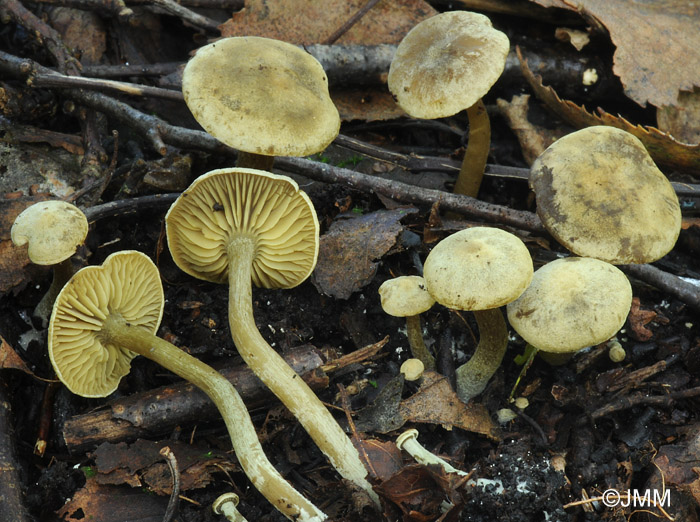 Callistosporium elaeodes