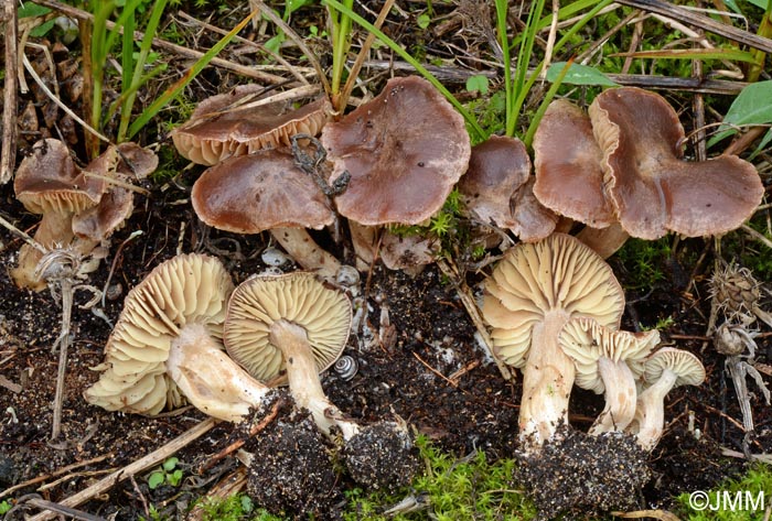 Callistosporium olivascens var. aerinum