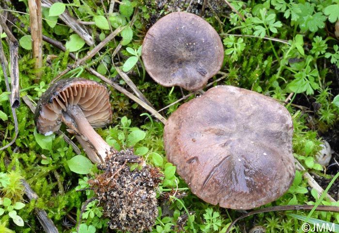 Callistosporium olivascens var. aerinum