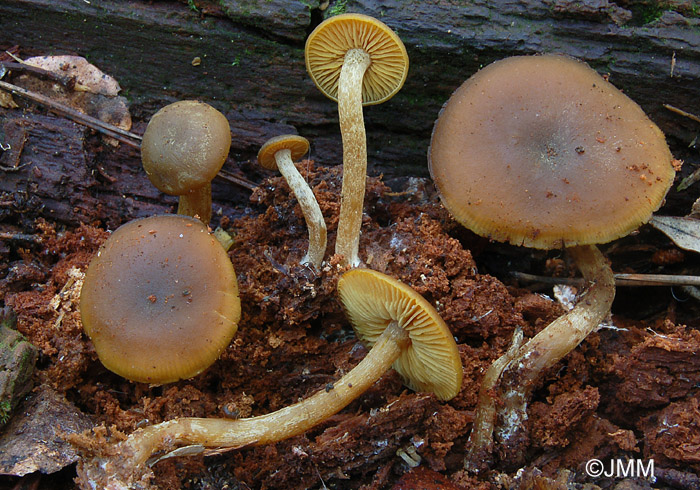 Callistosporium xanthophyllum = Callistosporium luteoolivaceum