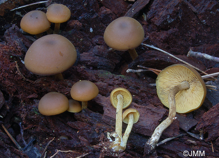 Callistosporium xanthophyllum = Callistosporium luteoolivaceum