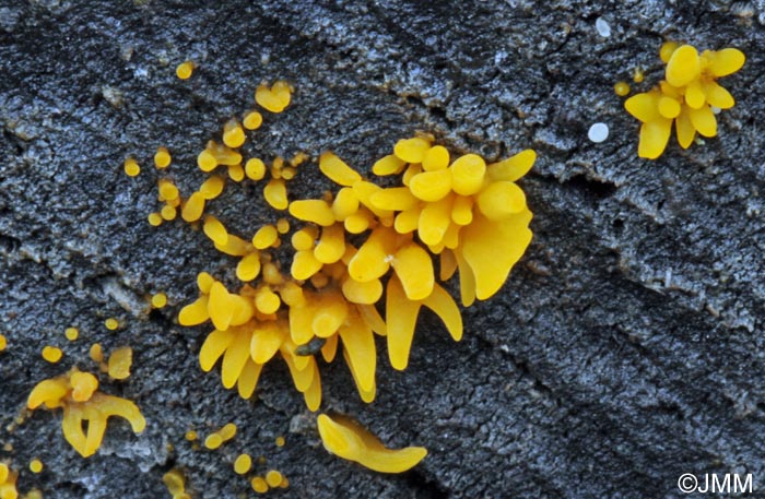 Calocera cornea