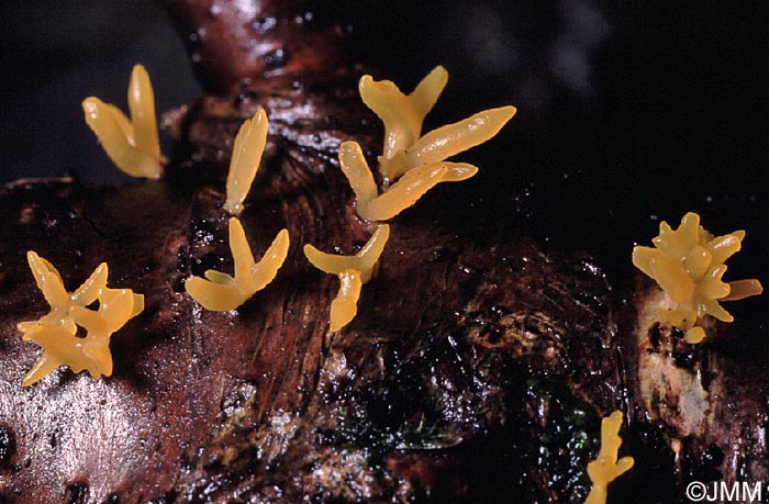 Calocera cornea