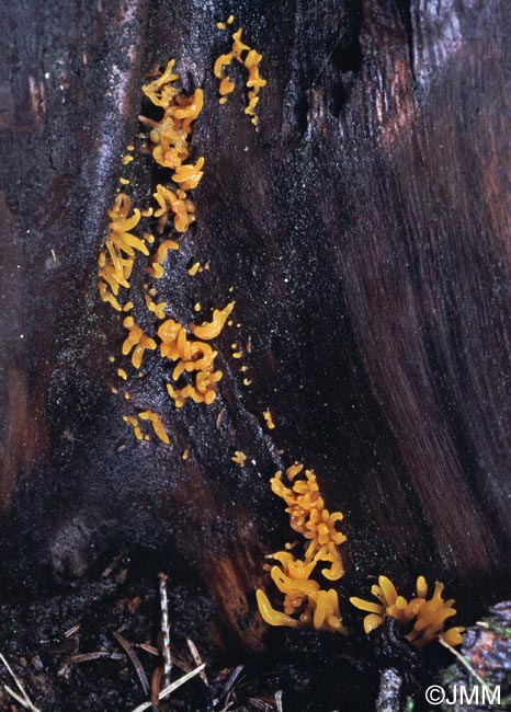 Calocera furcata