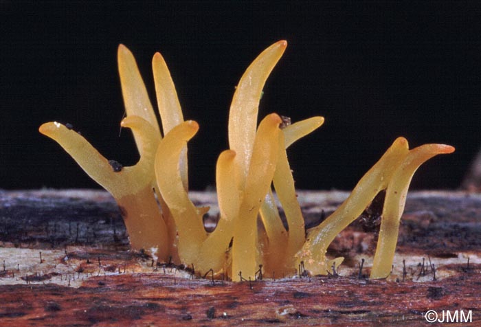 Calocera furcata