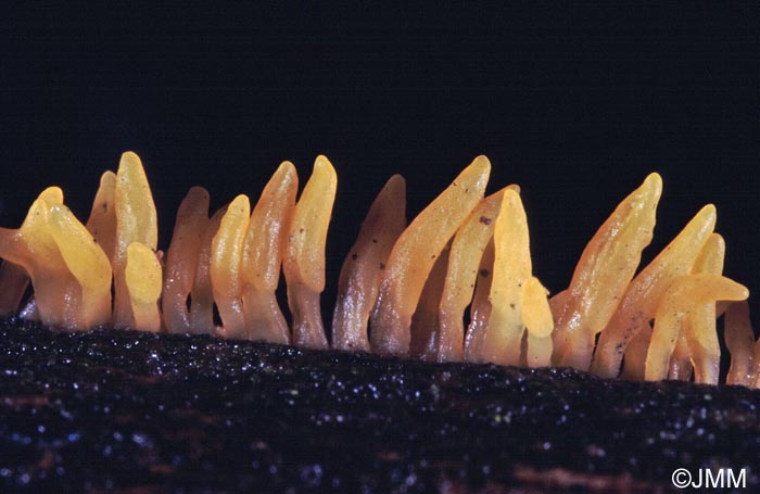 Calocera glossoides