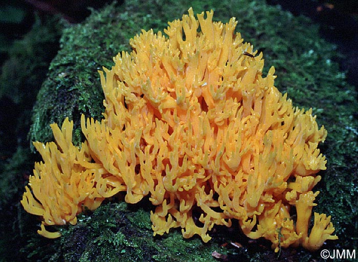 Calocera viscosa