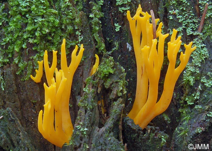 Calocera viscosa