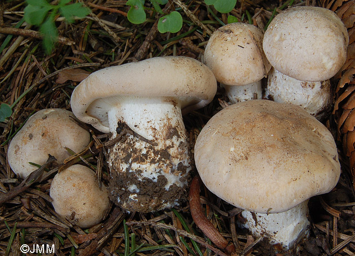 Calocybe gambosa