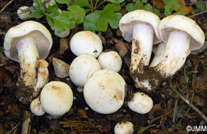 Calocybe gambosa = Tricholoma georgii