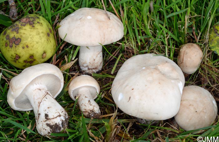 Calocybe gambosa = Tricholoma georgii