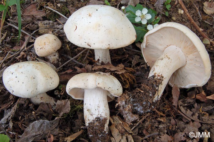 Calocybe gambosa = Tricholoma georgii