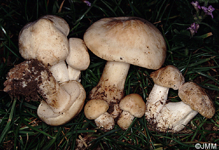 Calocybe gambosa