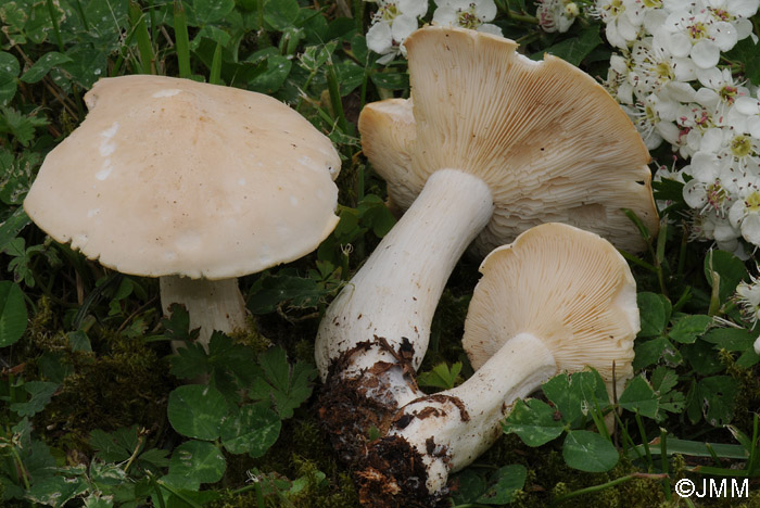 Calocybe gambosa