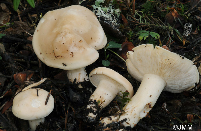 Calocybe gambosa