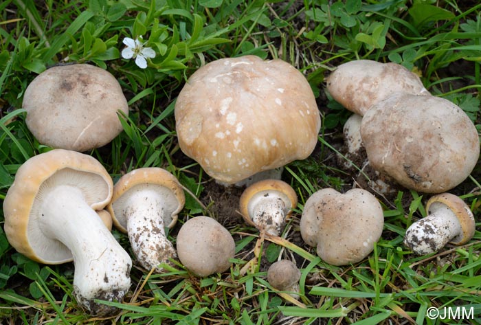 Calocybe gambosa