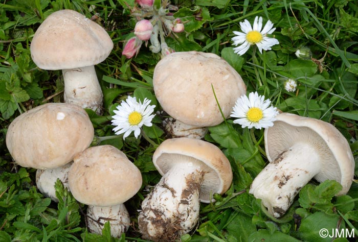 Calocybe gambosa