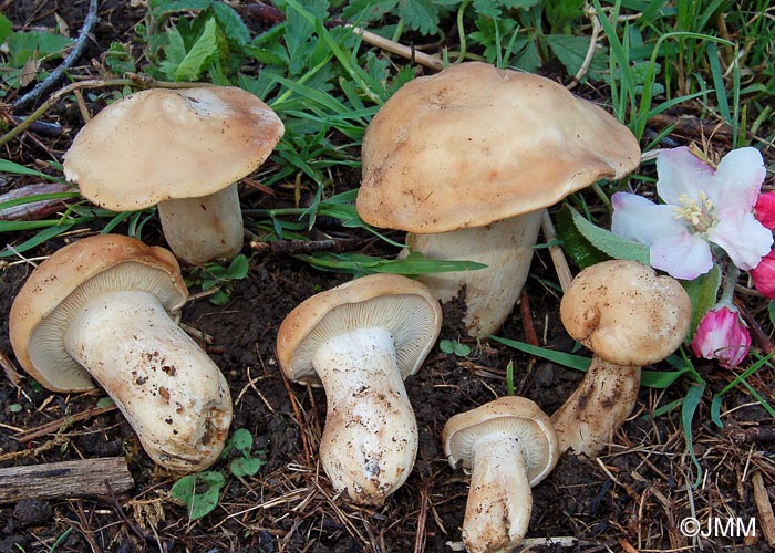 Calocybe gambosa