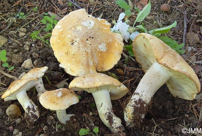 Calocybe gambosa var. flavida