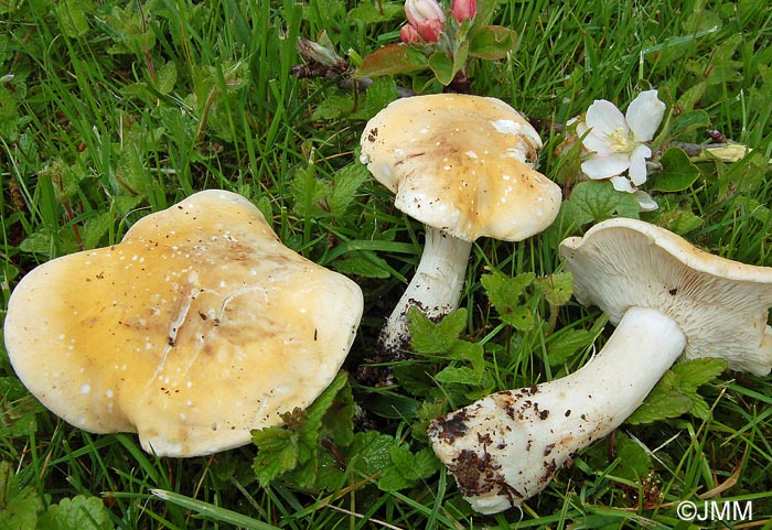 Calocybe gambosa var. flavida