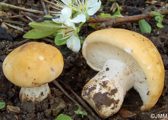 Calocybe gambosa var. flavida