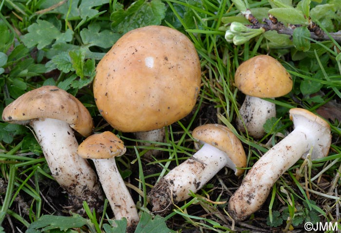 Calocybe gambosa var. flavida